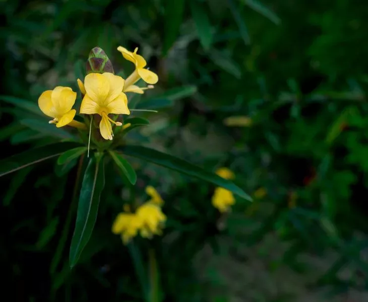 benefits of yellow barleria | barleria cuspidata