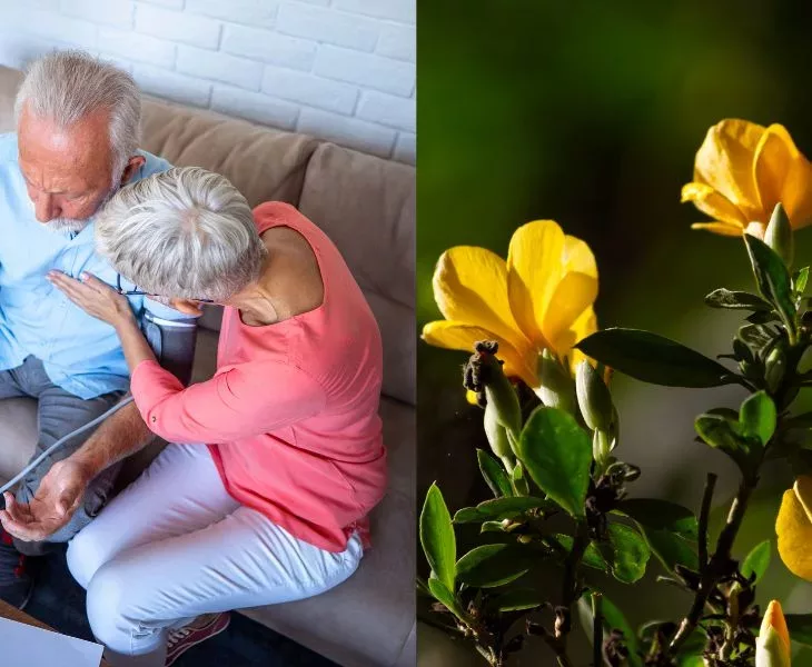 5 Medicinal Uses of Yellow Barleria