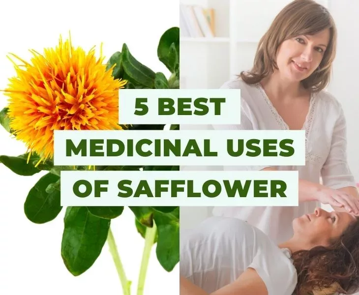 5 best medicinal uses of safflower