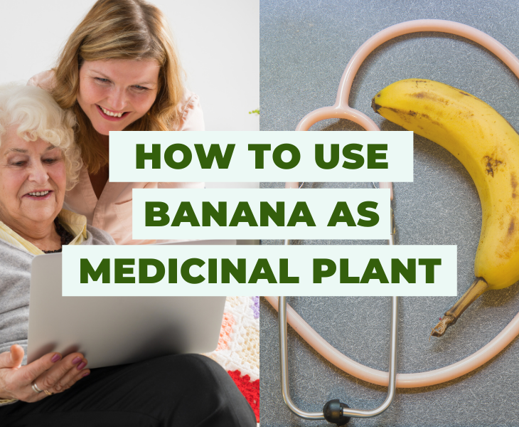How to use banana as a medicinal plant - medicinal uses of bananas