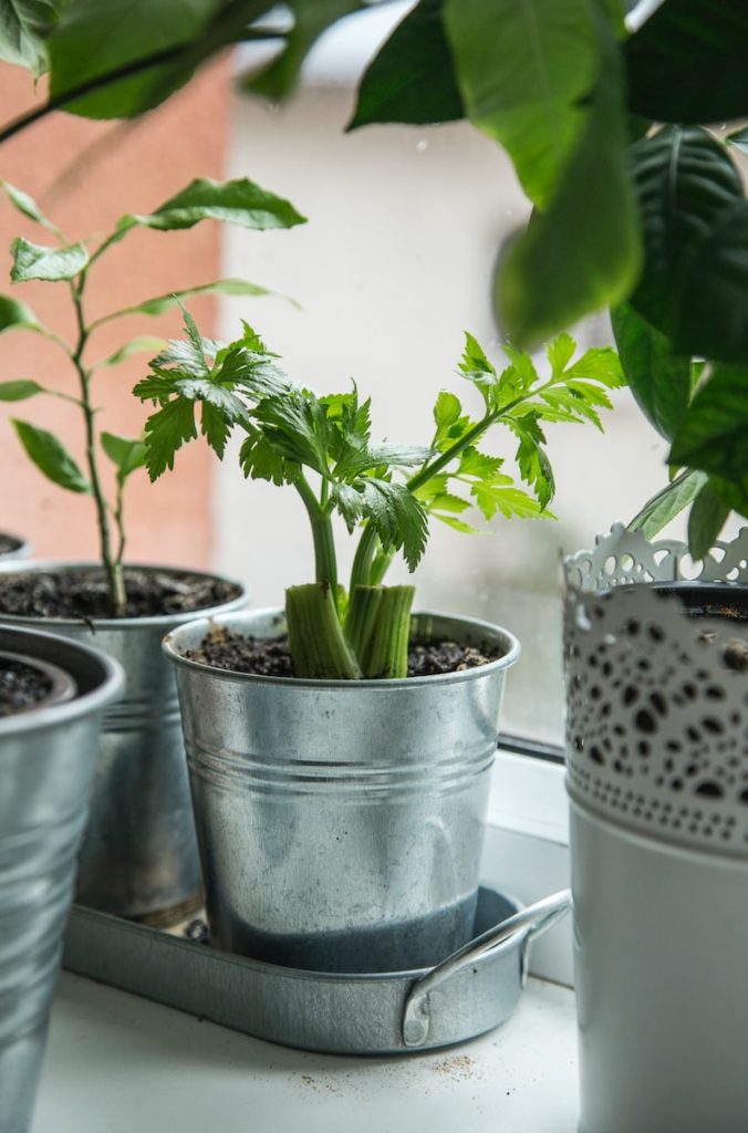 green plant on white ceramic pot - anti-inflammatory food for rheumatism
