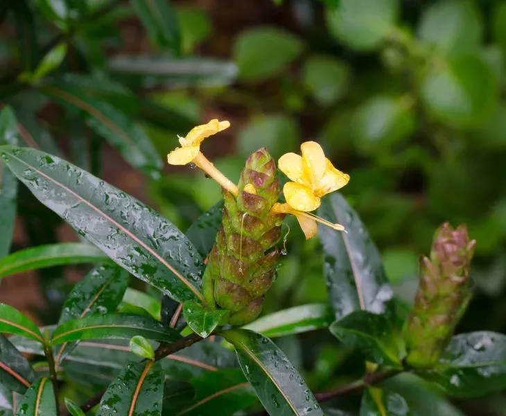 yellow barleria | barleria prionitis