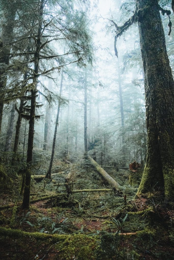 tall trees covered with fog - treat acne with sandalwood