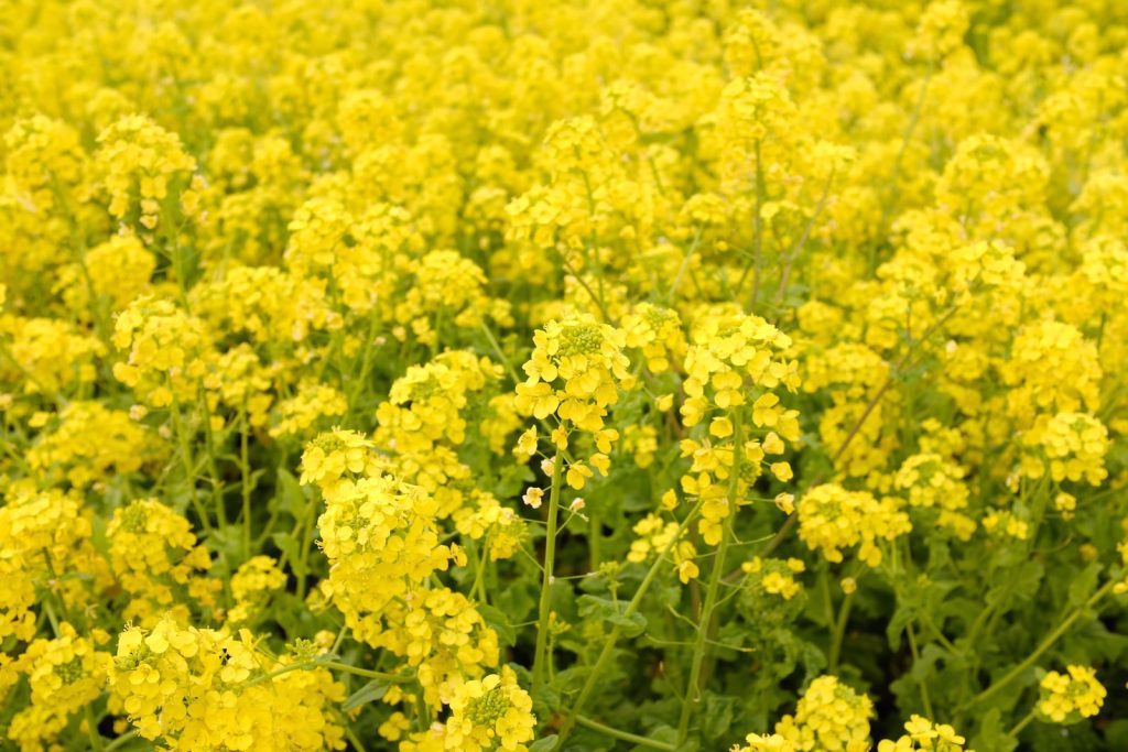 yellow flower field during daytime - health benefits of mustard