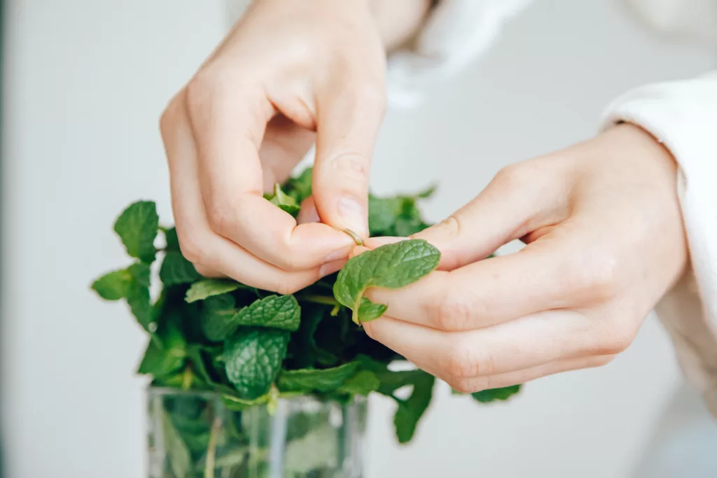 Amazing-Benefit-of-Mint-Leaves