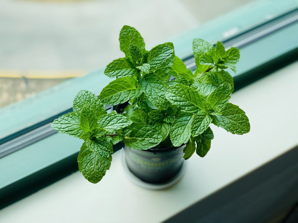 Mint Leaves The PlantTube