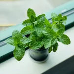 Mint-Leaves