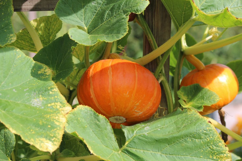 Squash Help Improve Your Eyesight The PlantTube