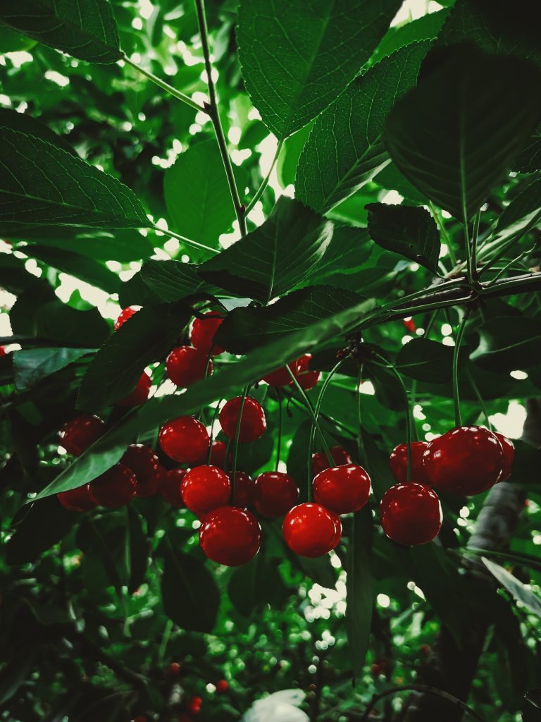 Cherries The PlantTube