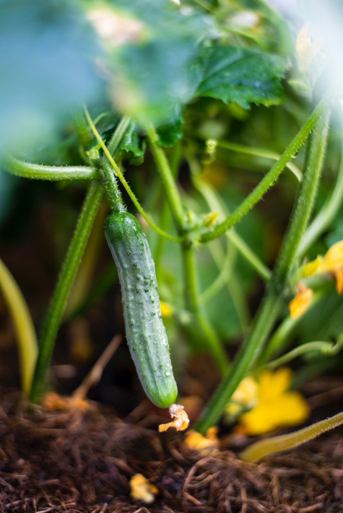 Cucumber Plant The PlantTube