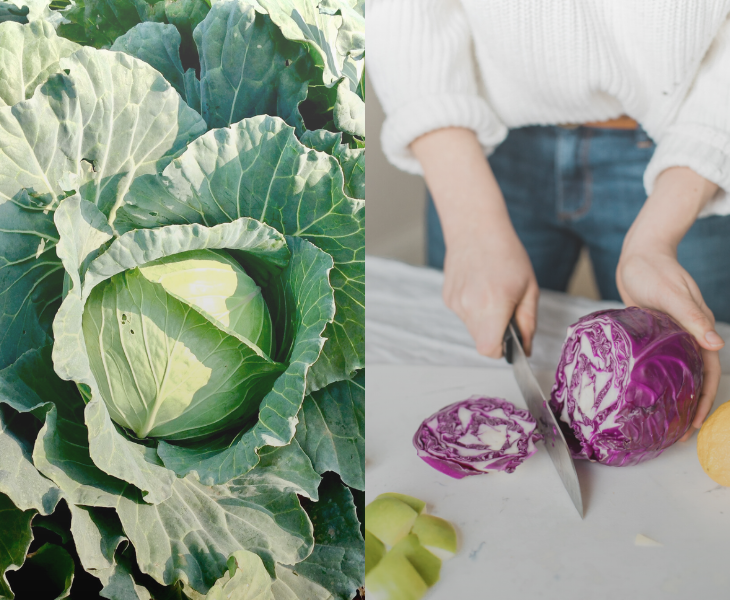 Incredible Health Benefits of Cabbage You Should Know About