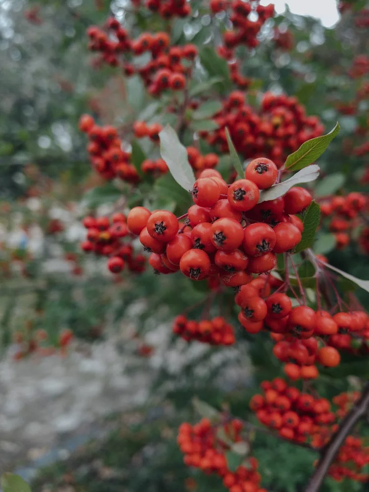 Pyracantha Berries Plant