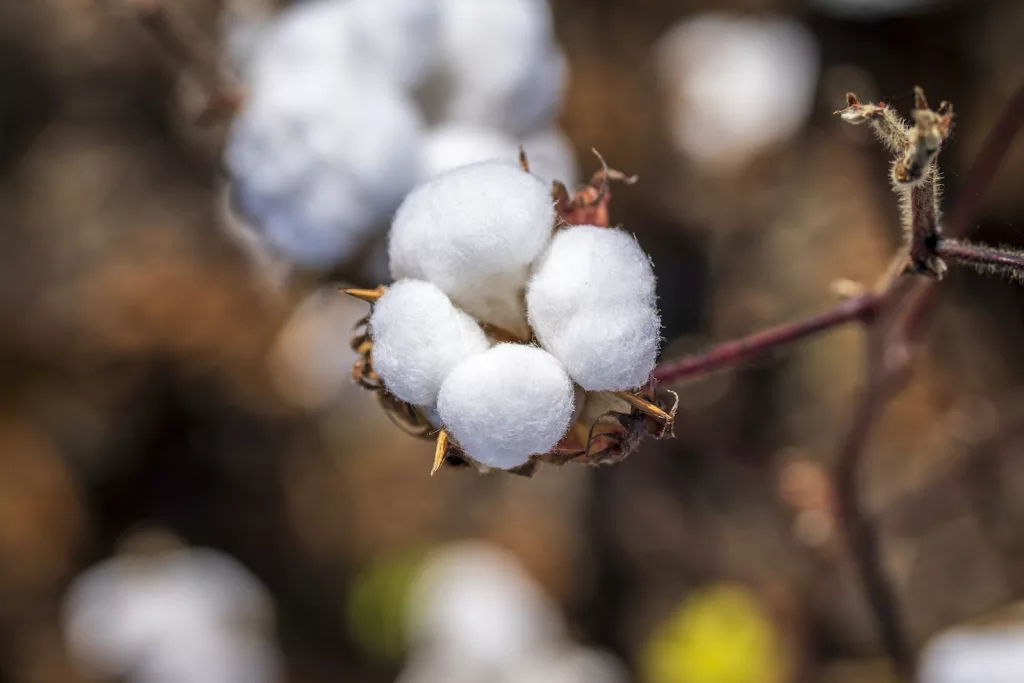 Organic Cotton Shrub in Close Up Photography