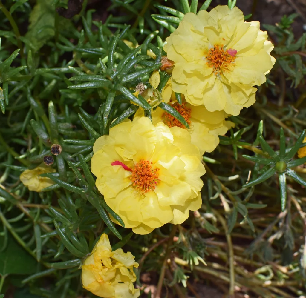 portulaca, purslane, flower - medicinal benefits of purslane