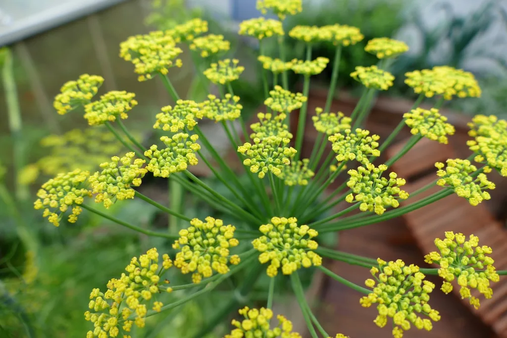 fennel, blossom, bloom