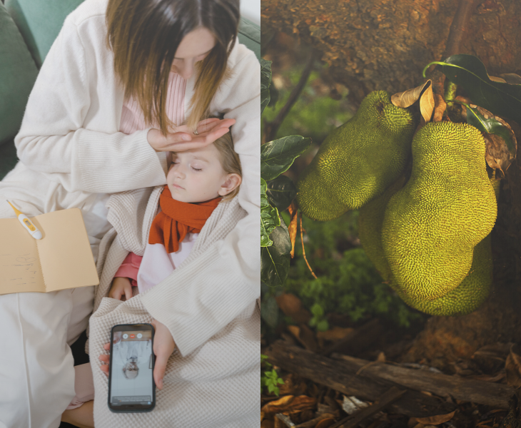 3 Remarkable Benefits of Jackfruit or Jack Tree