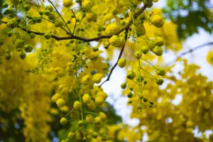 Top 3 Most Popular Medicinal Benefits of Indian Laburnum