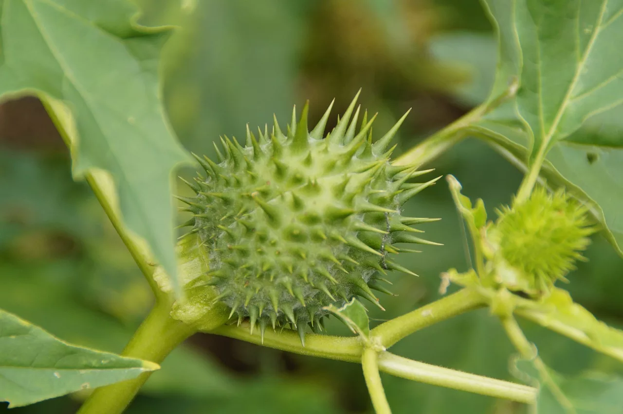 thorn apple, poison, poisonous