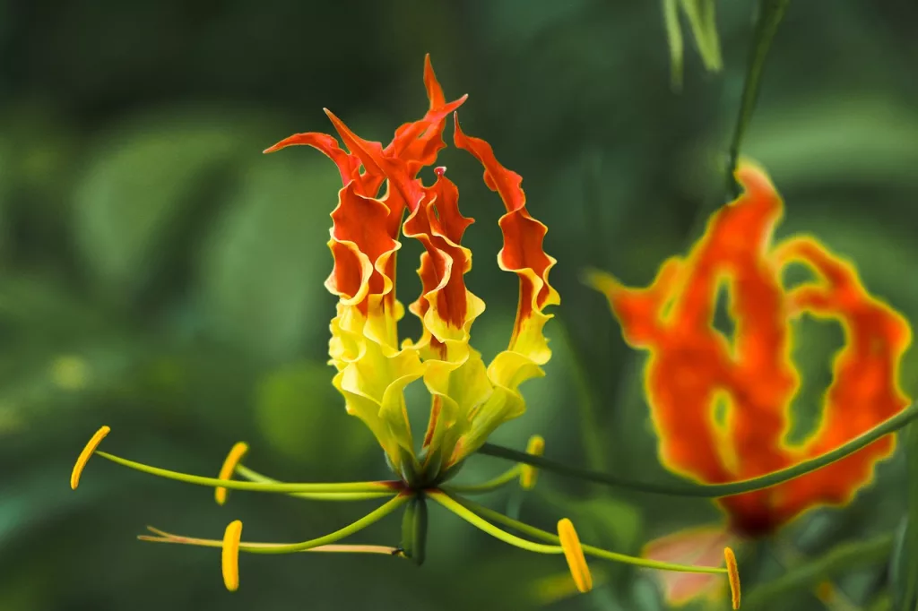 flame lily, flower, plant