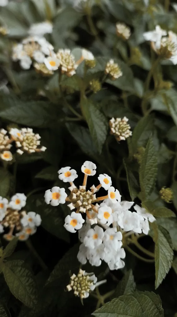 Benefits of Lantana Plant The PlantTube