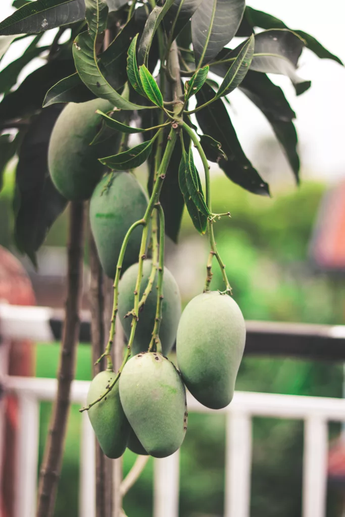 Benefits of Mango The PlantTube
