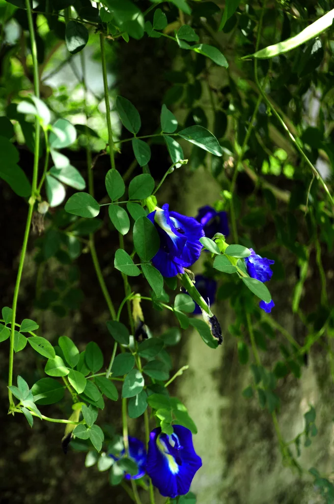 Clitoria The PlantTube