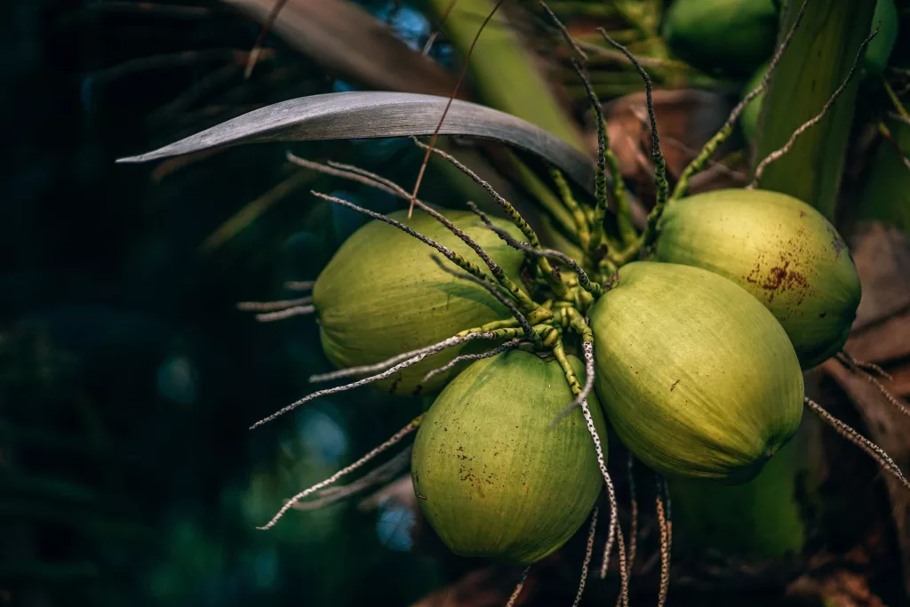 Coconut The PlantTube