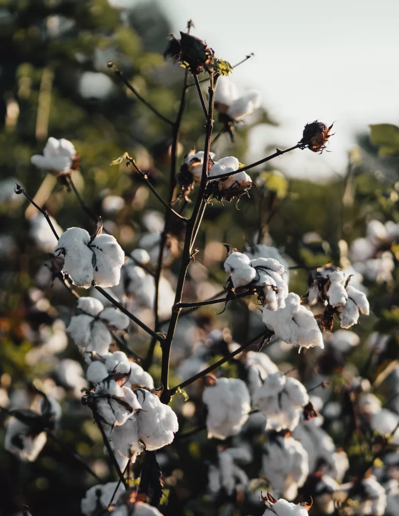 Cotton The PlantTube