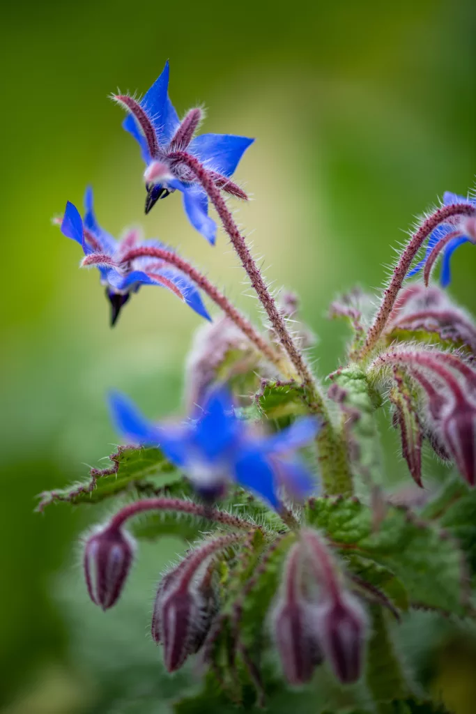 Country Borage The PlantTube