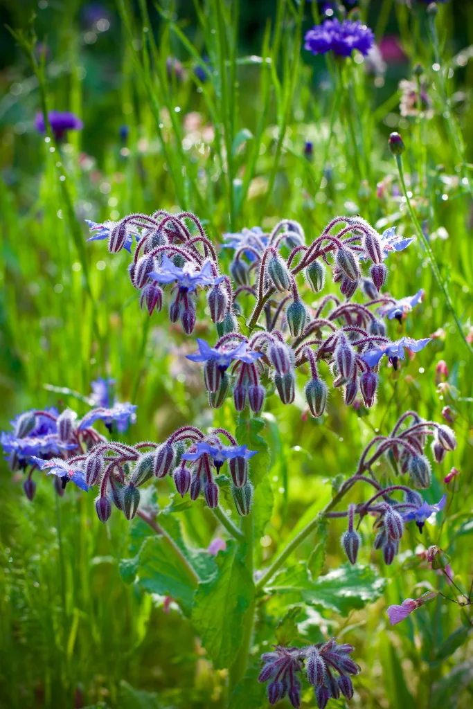 Health Benefits of Country Borage The PlantTube