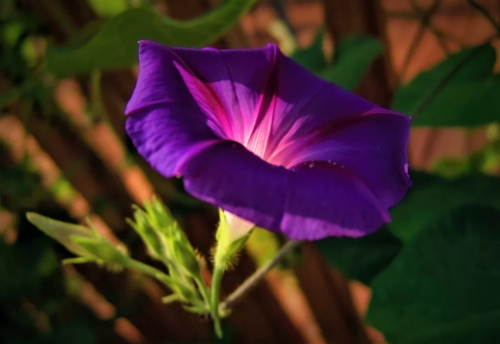 Health Benefits of Crimson Ipomoea The PlantTube