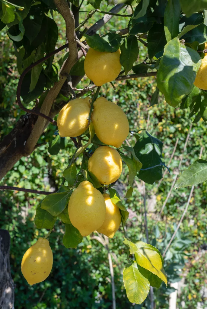lemons, health benefits of lemons