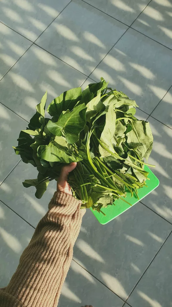 Health Benefits of Swamp Cabbage The PlantTube