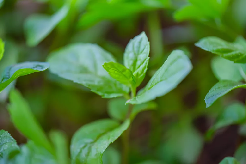 peppermint - home remedies for nausea