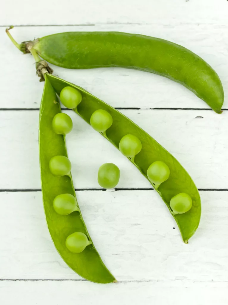 Hyacinth Bean The PlantTube