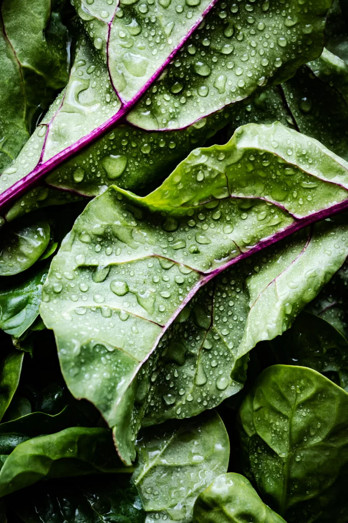 Indian Spinach The PlantTube