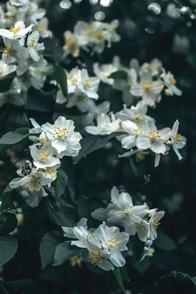 Jasmin Flower The PlantTube