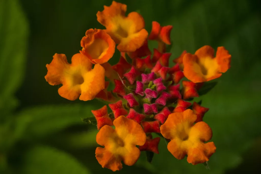 lantana, medicinal benefits of the lantana plant