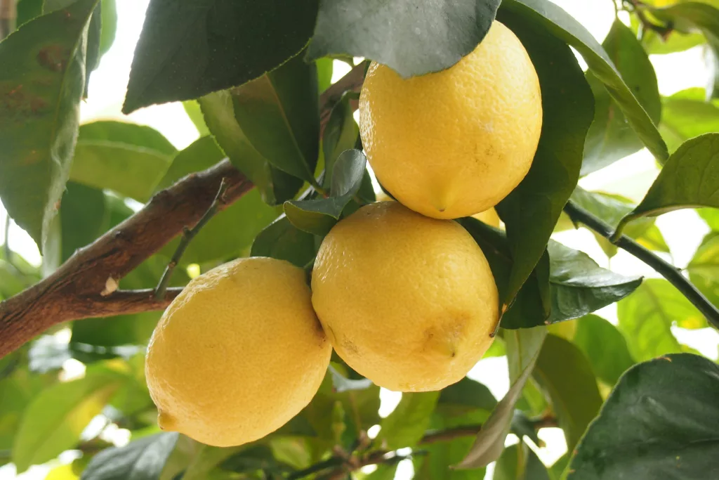 ways to use lemon, lemons as natural skin care