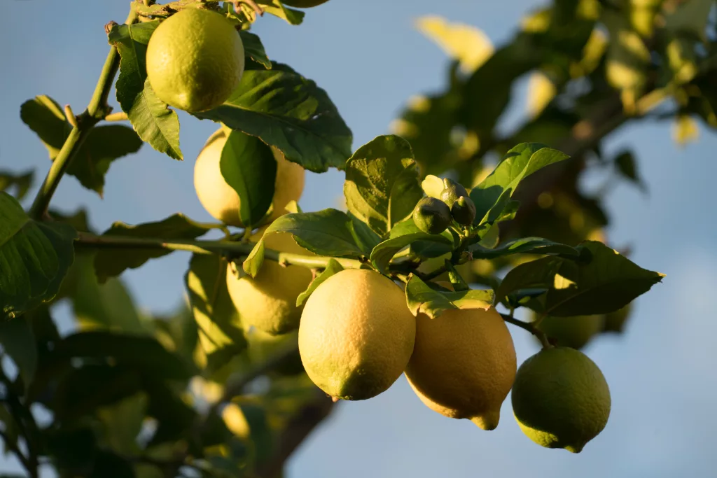 Lemon Tree The PlantTube