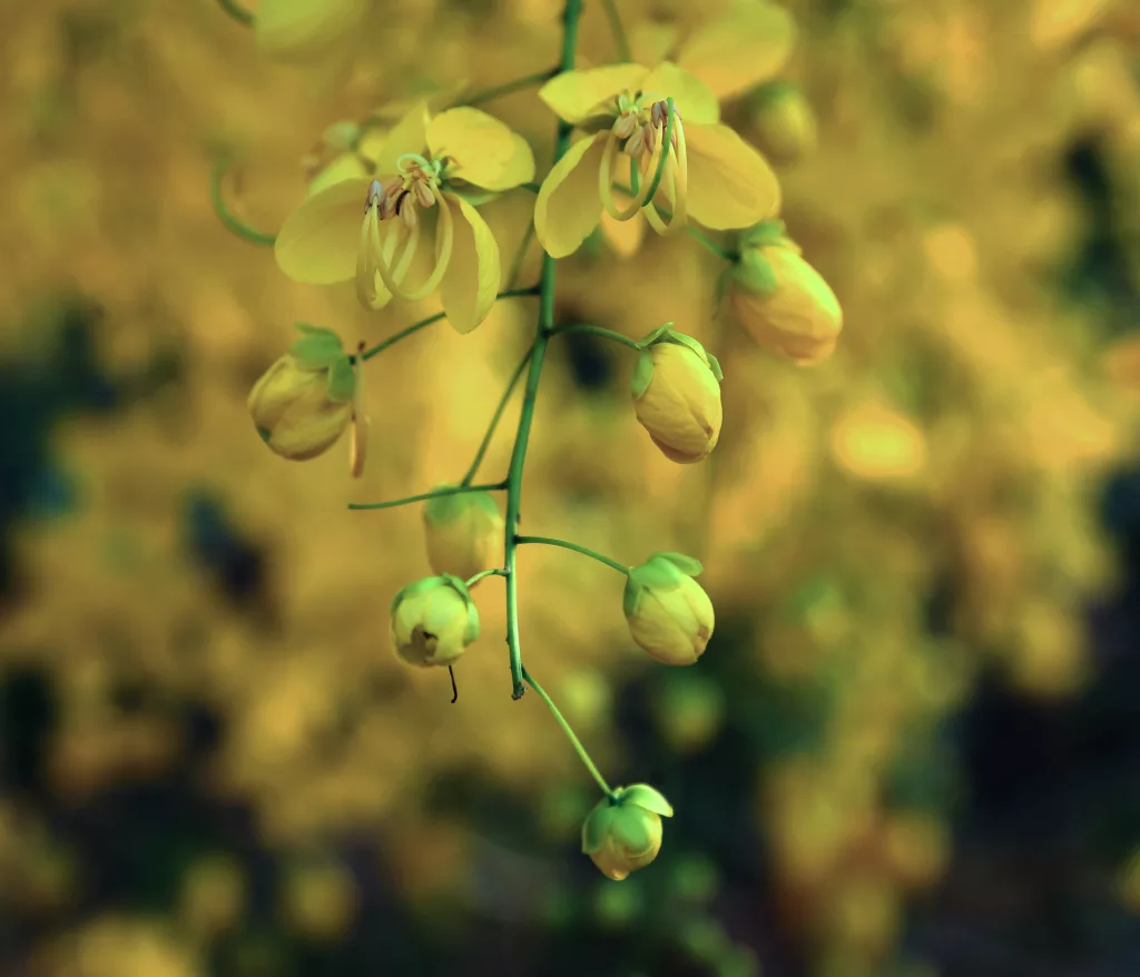 Medicinal Benefits of Indian Laburnum The PlantTube