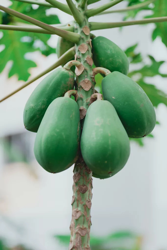 Papaya Tree The PlantTube