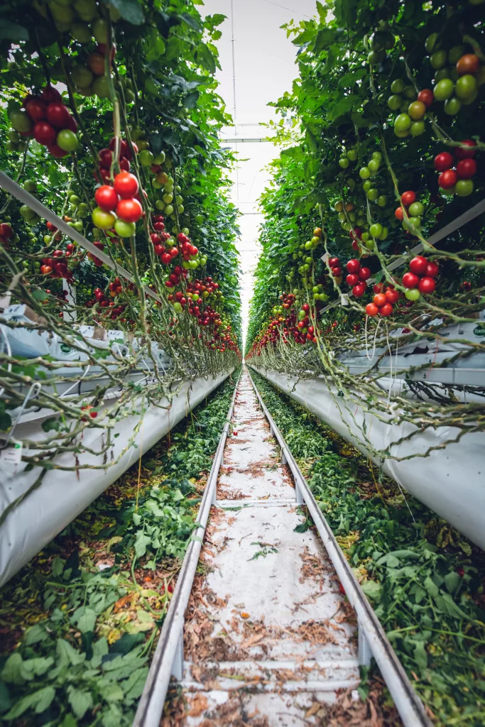 Tomatoes The PlantTube