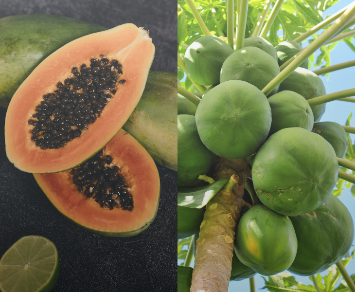 Amazing Papaya’s Health Benefits You Should Know About!