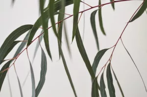 Do You Have Gout? Avoid These 10 Worst Foods! 1 Amazing Health Benefits of Eucalyptus and How It Can Treat Asthma