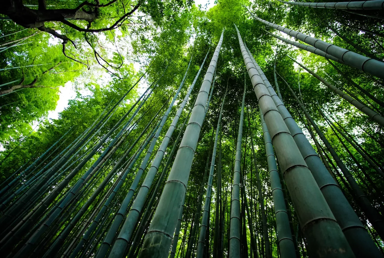 bamboo trees scenery, medicinal uses of bamboo