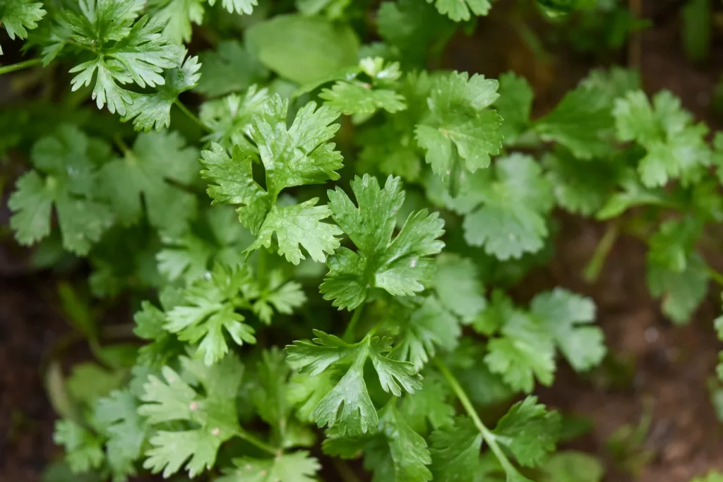 green plant in close up photography, coriander, health benefits of coriander