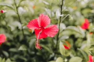 3 Most Important Medicinal Uses of Hibiscus