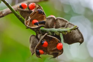 6 Amazing Ways Rosary Pea Can Help With Hair Growth?