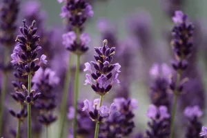 Make Use Out Of The 10 Health Benefits Of Lavender